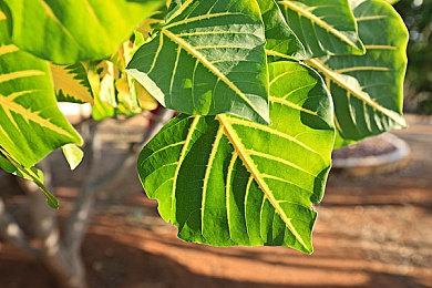 任天堂公布2022-2023冬季CM 《宝可梦 朱＆紫》篇